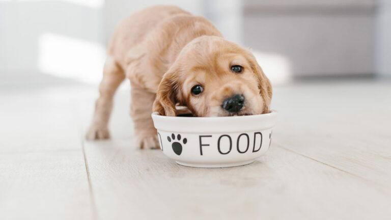 מה מותר לכלבים לאכול?