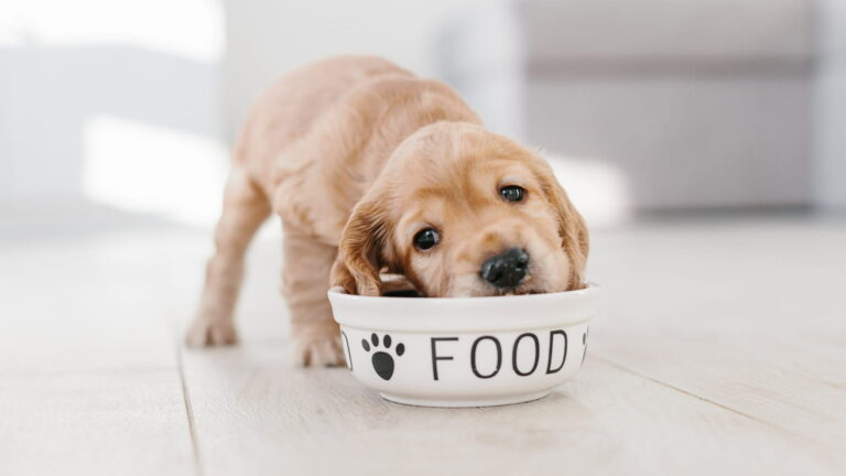 מזון נכון לכלבים