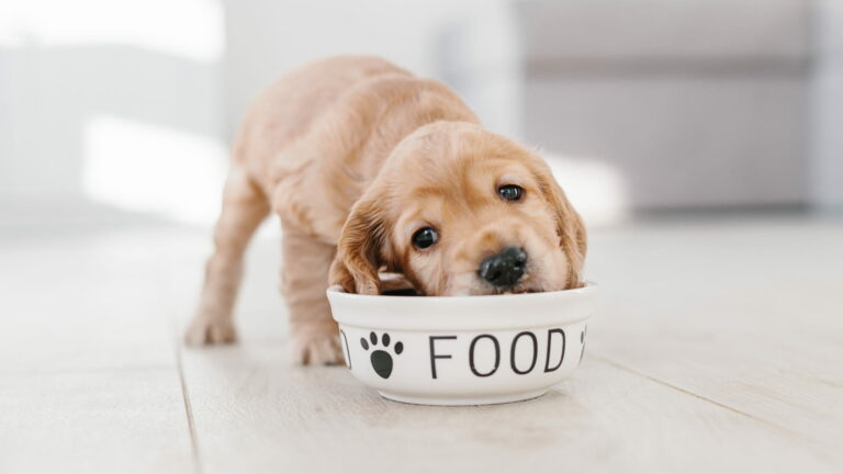 תזונה מאוזנת לכלבים