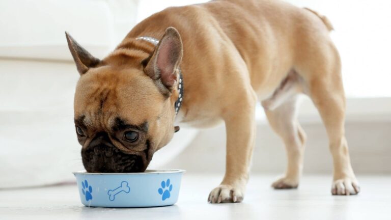 השפעת המזון לכלבים על בריאותם